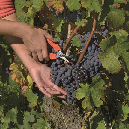 BAHCO FRUIT-BLOEMENSCHAAR BULK 30D